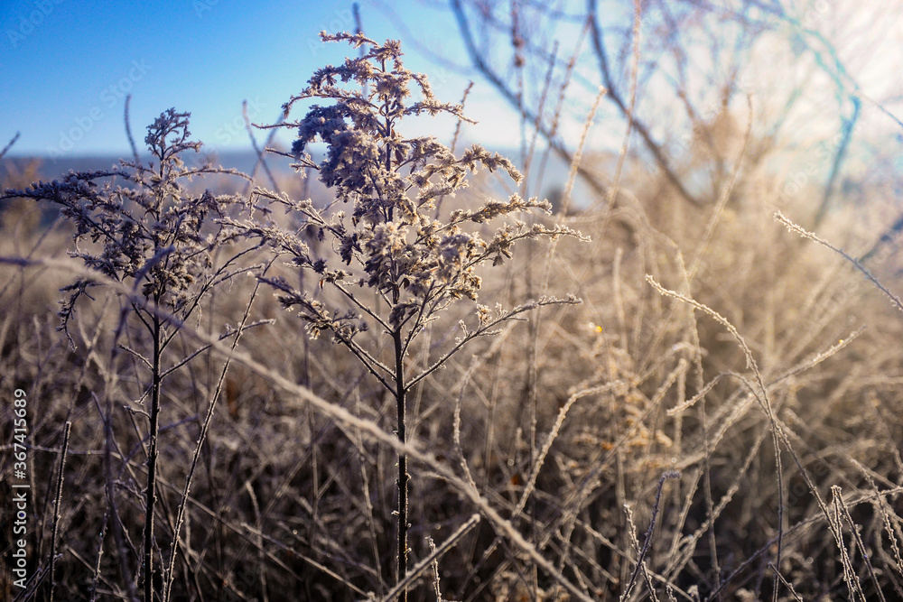 Fototapeta premium Plants in early morning sunlight 