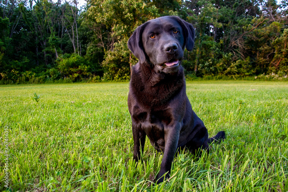 Black dog sitting in a green field with trees in the background