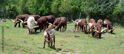 Ankole-Watusi is a modern American breed of domestic cattle. It derives from the Ankole group of Sanga cattle breeds of central Africa. It is characterized by very large horns. photo