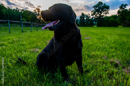 Black Labrador in a green field at Sunset 