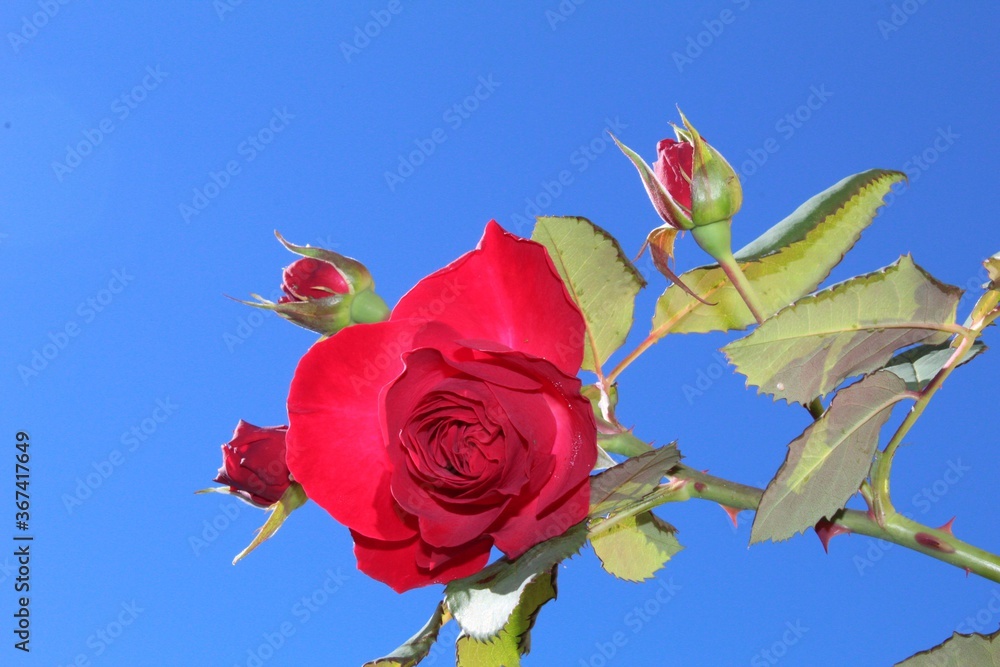 Obraz premium red rose against blue sky