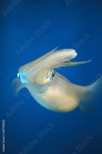 Fotografie, Tablou Bigfin Reef Squid (Sepioteuthis lessoniana) in Japan