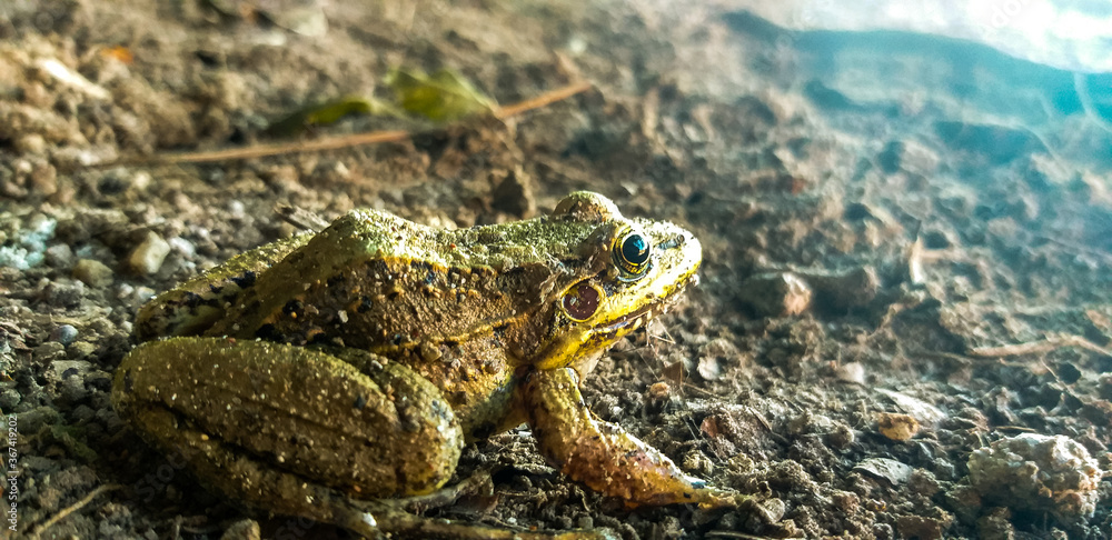 Obraz premium frog in the forest