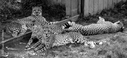 Cheetah's is a large-sized feline inhabiting most of Africa and part of the Middle East. photo