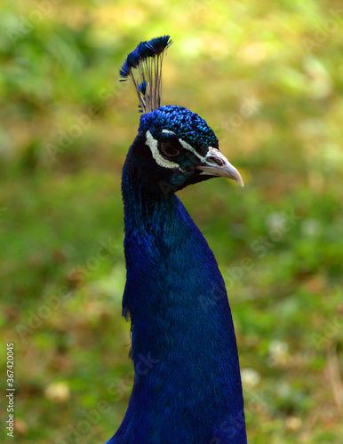 The peafowl include two Asiatic bird species the blue or Indian peafowl originally of India and Sri Lanka and the green peafowl of Myanmar, Indochina and Java and one African species the Congo peafowl photo