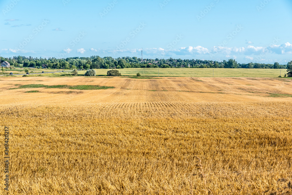 Yellow farm field