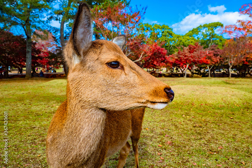 Japan. Deer head close-up. ...