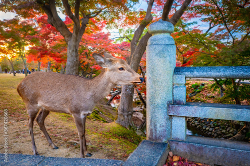 Japan. Deer in Japan's Nara...