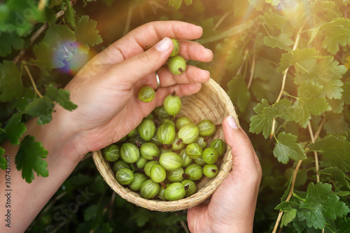 Harvesting gooseberries. Hands of girl close-up plucking ripe berries from bush into basket. Delicious green berries grown in garden yourself.