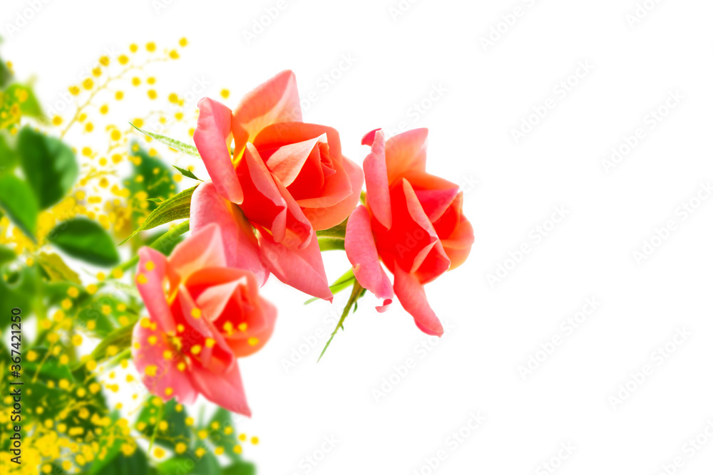 acacia. Flower bud roses on a white background acacia. Flower bud roses on a white background
