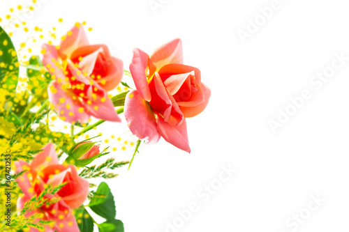 acacia. Flower bud roses on a white background