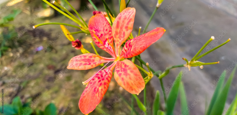 Obraz premium red and yellow flower