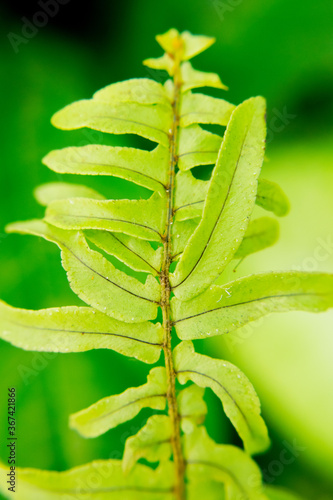 Nephrolepis exaltata