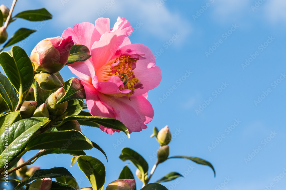 closeup of a pink camellia flower against blue sky with copy space on right