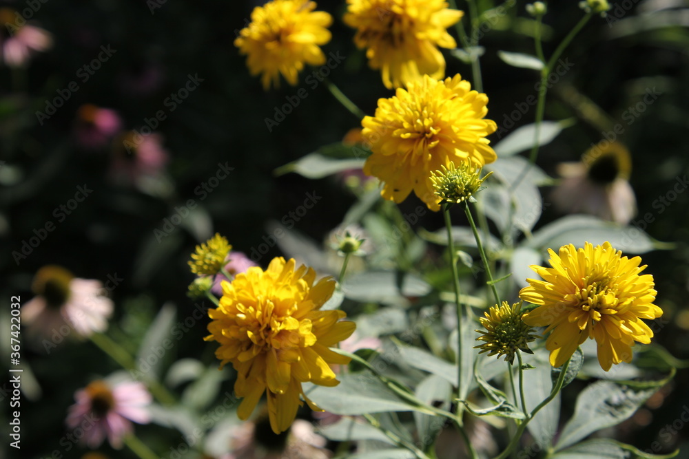 yellow flowers in the garden yellow flowers in the garden