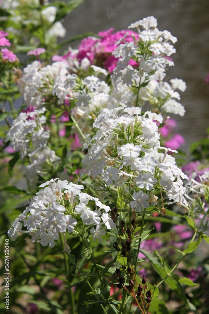 Obraz premium white lilac flowers