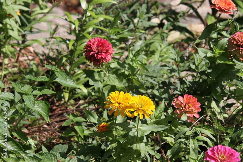 flowers in the garden flowers in the garden