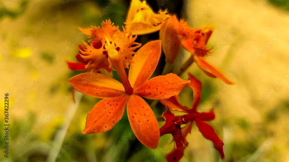 yellow orchid with orange