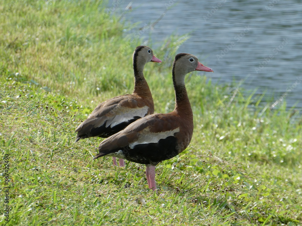 Duck pair standing on grassy bank looking to the right over water Duck pair standing on grassy bank looking to the right over water