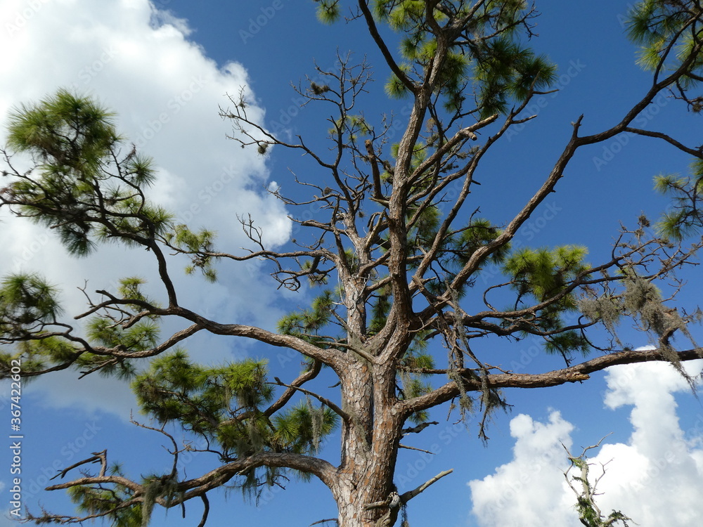 Large tree against blue sky and clouds view up from ground Large tree against blue sky and clouds view up from ground