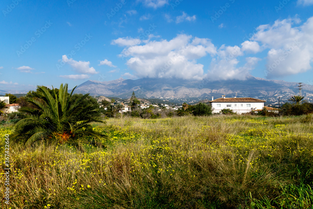 Spring meadow with yellow flowers with view on the mountains in Altea, Costa Blanca, Spain Spring meadow with yellow flowers with view on the mountains in Altea, Costa Blanca, Spain