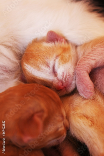 two newborn kittens © Juan