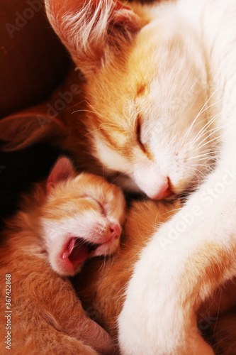 mother and son kittens © Juan