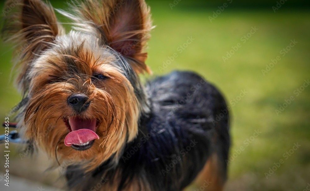 Dog, outdoor Dog, outdoor
