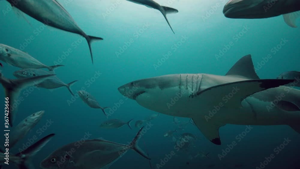 Great White Shark Carcharodon carcharias Neptune Islands South Australia 4k slow motion 50fps Great White Shark Carcharodon carcharias Neptune Islands South Australia 4k slow motion 50fps