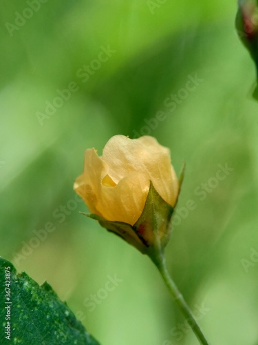 Sida rhombifolia flower (arrowleaf sida, Malva rhombifolia, rhombus-leaved sida, Paddy's lucerne, jelly leaf, Cuban jute, Queensland-hemp, Indian hemp) in the nature background. photo