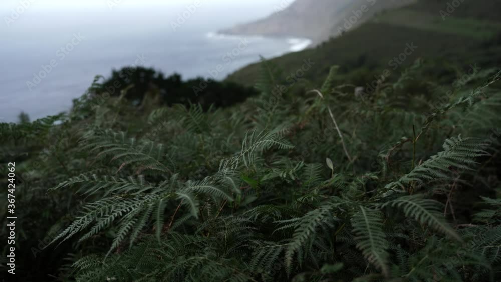 Nature in the coast of Galicia,Spain Nature in the coast of Galicia,Spain