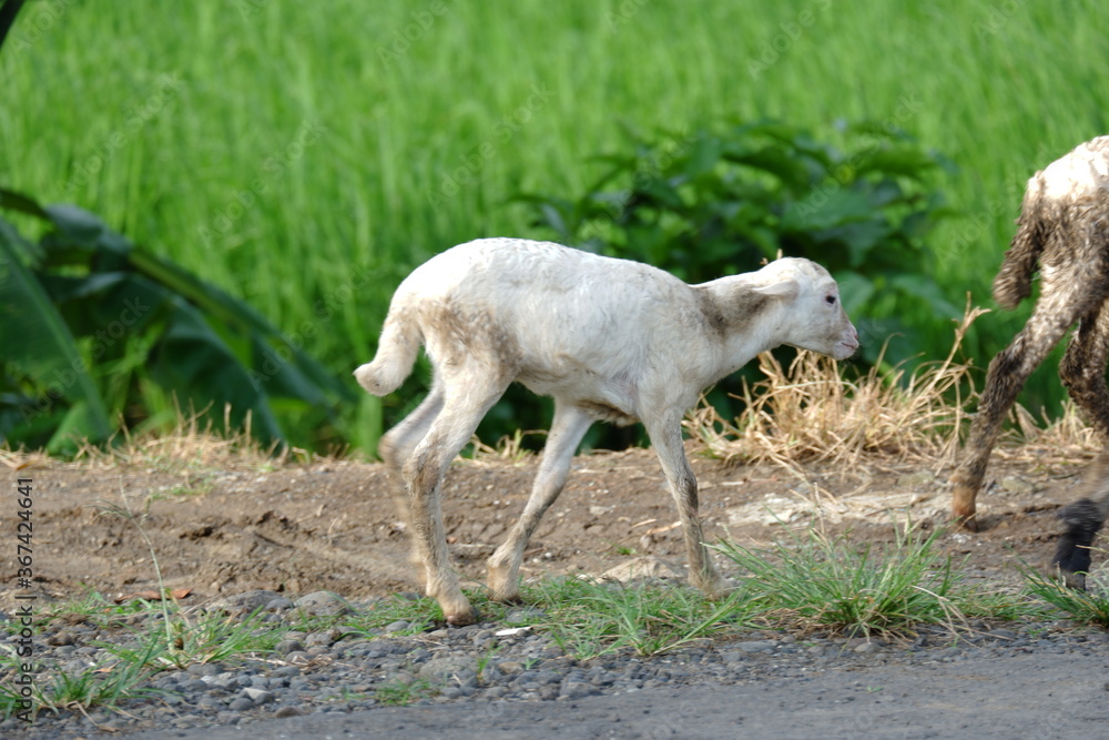 goats are herded in the fields to eat green grass