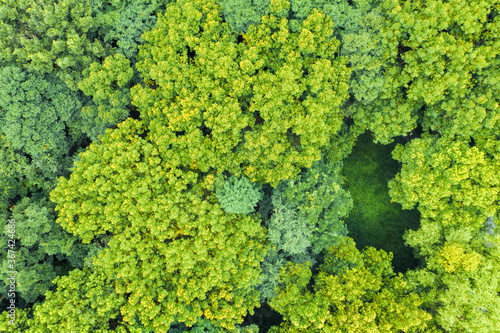 Fototapeta Naklejka Na Ścianę i Meble -  Aerial of green trees with crescent interval field.