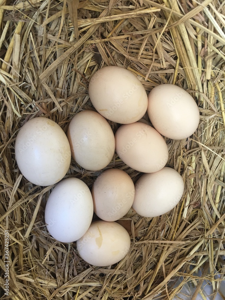 chicken eggs in nest. chicken eggs in nest.