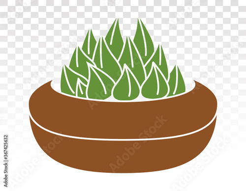 Haworthia Cooperi decorative plant flat colour icon for apps and websites