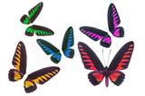 Colorful butterfly wings isoalted on white background