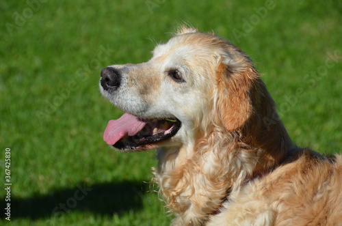 golden retriever dog © Wendy