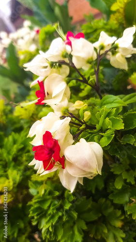 red roses in garden