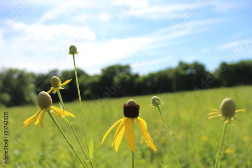yellow flowers