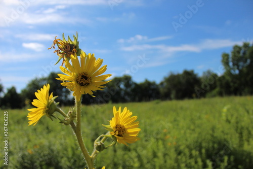 sunflower in the field