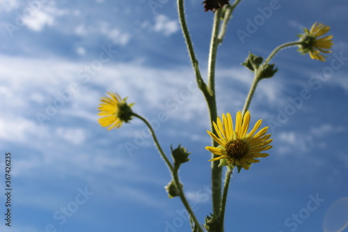 yellow flowers against blue sky
