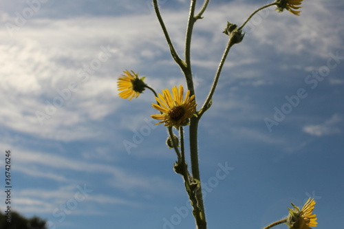 yellow flower against blue sky