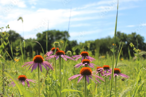 Flower field