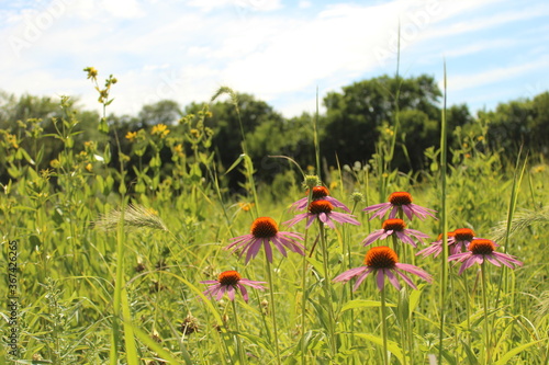 Flower field