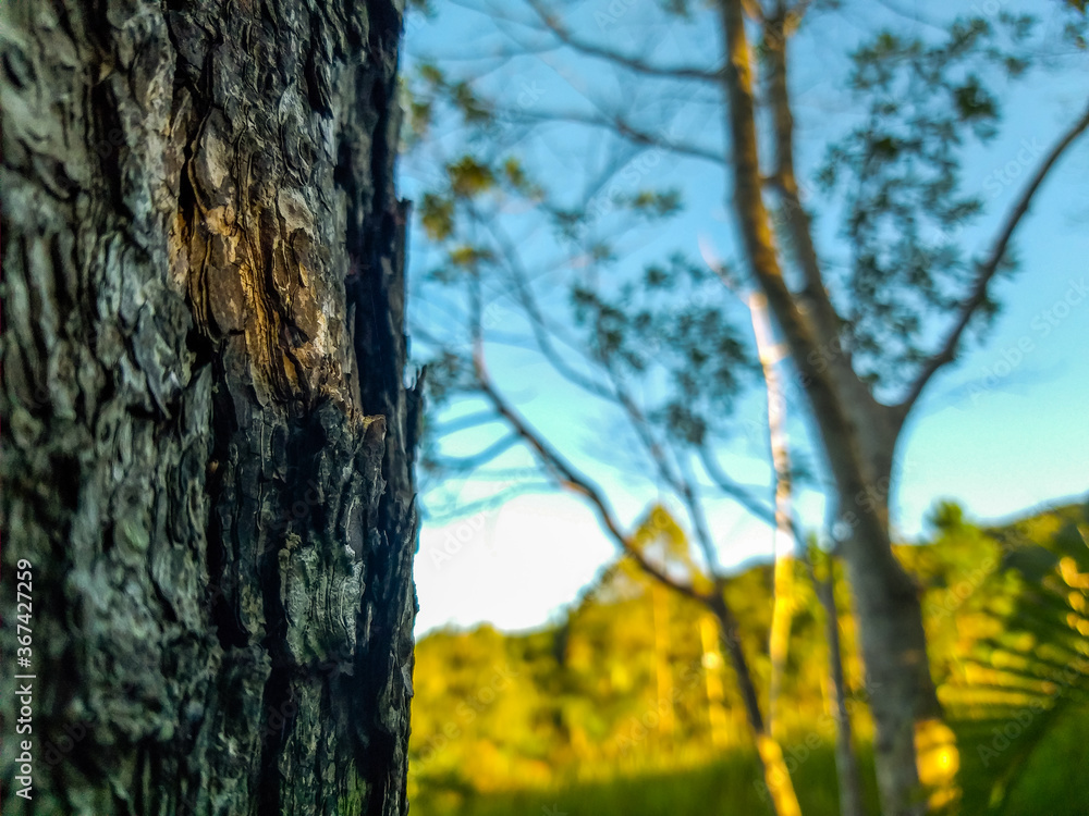 Obraz premium tree in the forest