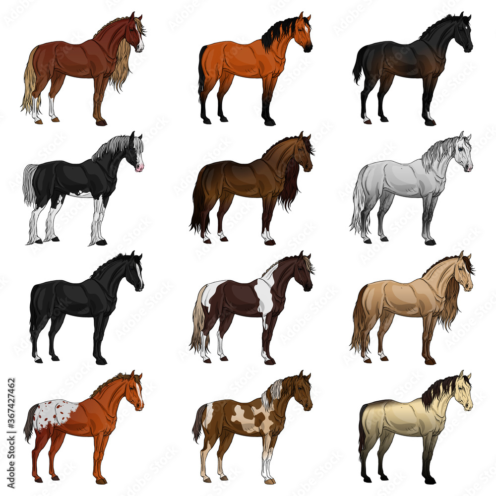 Horse breed set. Vector illustration 