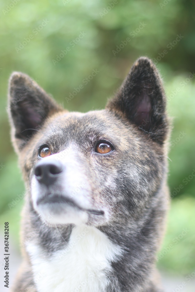 Naklejka premium 見つめる虎毛の犬