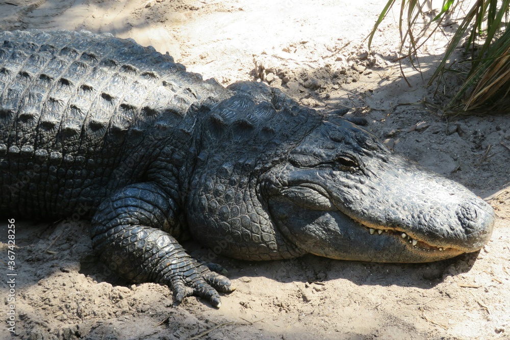 Fototapeta premium American alligator on Florida farm, closeup