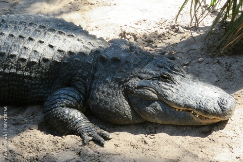 American alligator on Florida farm  closeup