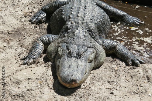 American alligator on Florida farm, closeup